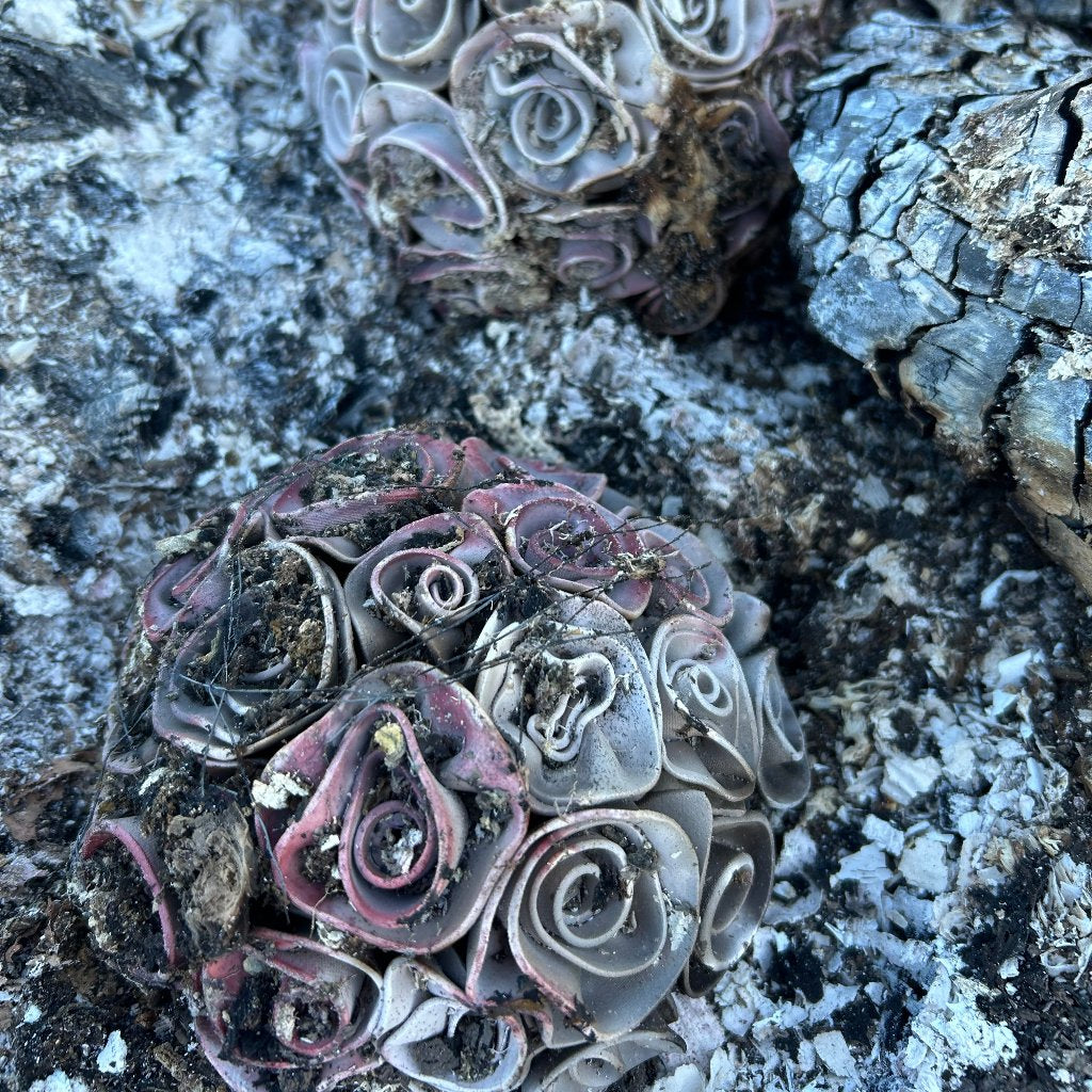 litluhlutirlifsins-blómakúpull-reykbrenndur